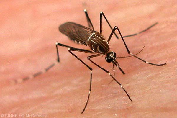 Combate ao mosquito Aedes aegypti é tema de palestra na Câmara Municipal