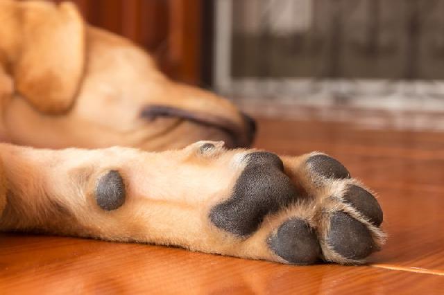 Chão quente pode queimar as patas do seu Pet