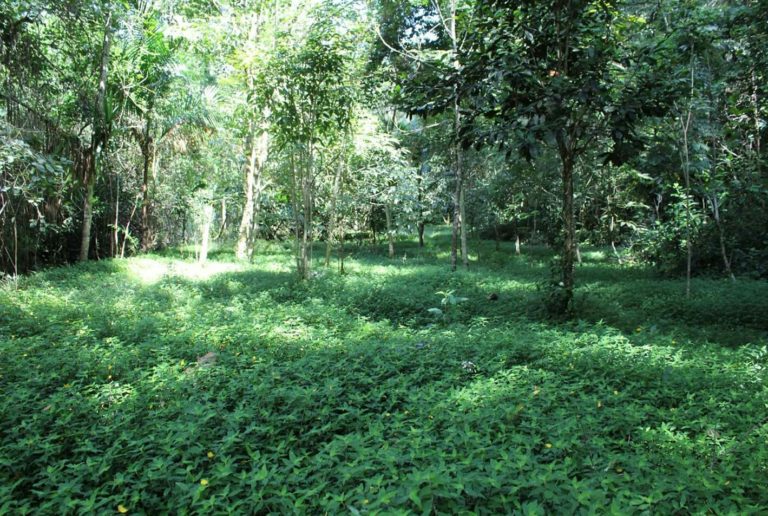 Prefeitura leva internos da Fundação Casa para fazer trilha no Viveiro