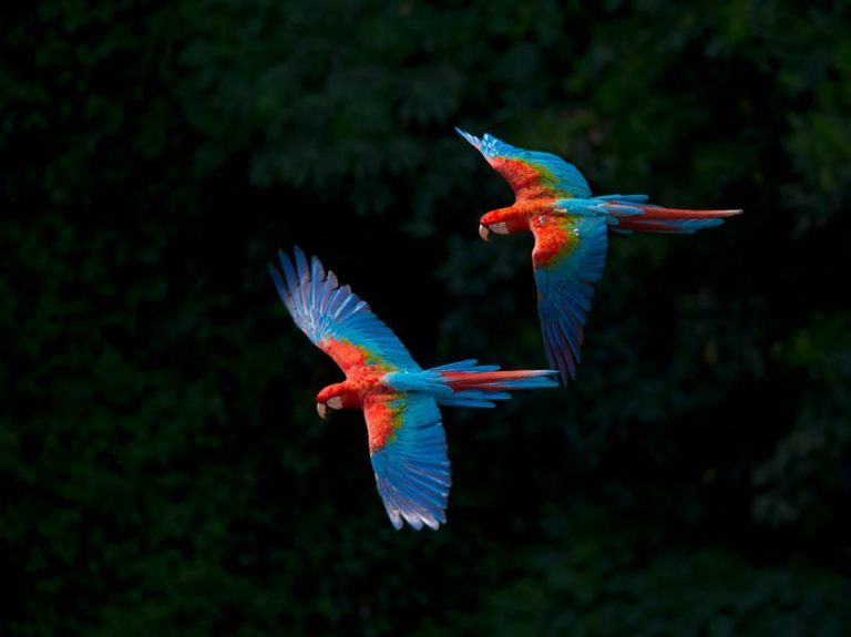 Exposição “Aves do Sudeste” é atração em Jacareí