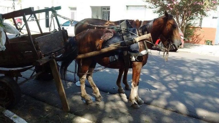 Câmara discute projeto que proíbe carroças no centro de Jacareí