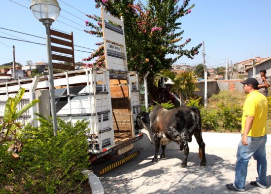 Prefeitura estabelece normas para captura e guarda de animais de grande porte