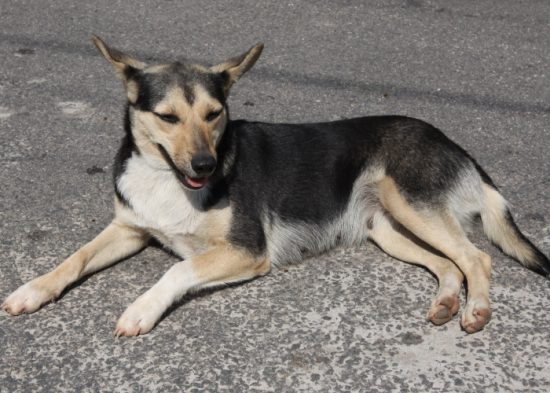 Jacareí realiza mutirão de castração de cães e gatos