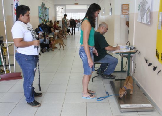 Jacareí realiza mutirão de castração de cães e gatos neste fim de semana