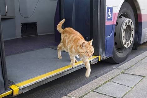 Prefeitura autoriza transporte de cães e gatos nos ônibus de Jacareí