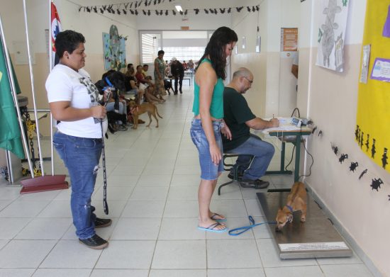 Mutirão de castração de cães e gatos acontece no domingo