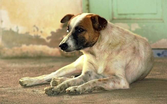 Justiça obriga recolhimento de cães e gatos abandonados em Jacareí