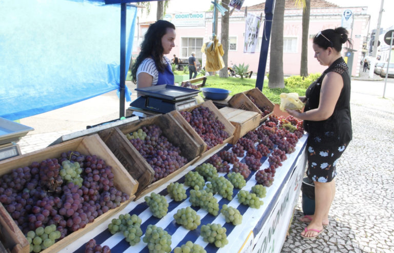 Novas variedades de uva estão  disponíveis no ‘Ponto da Economia’