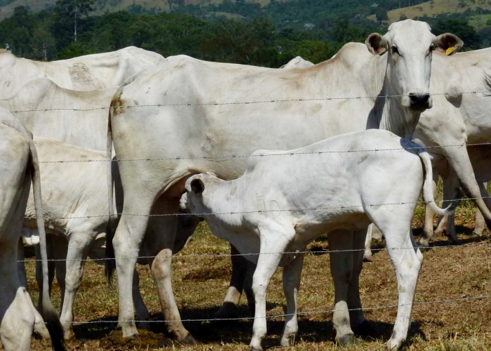 Jacareí abre agendamento para vacinação contra brucelose em bovinos