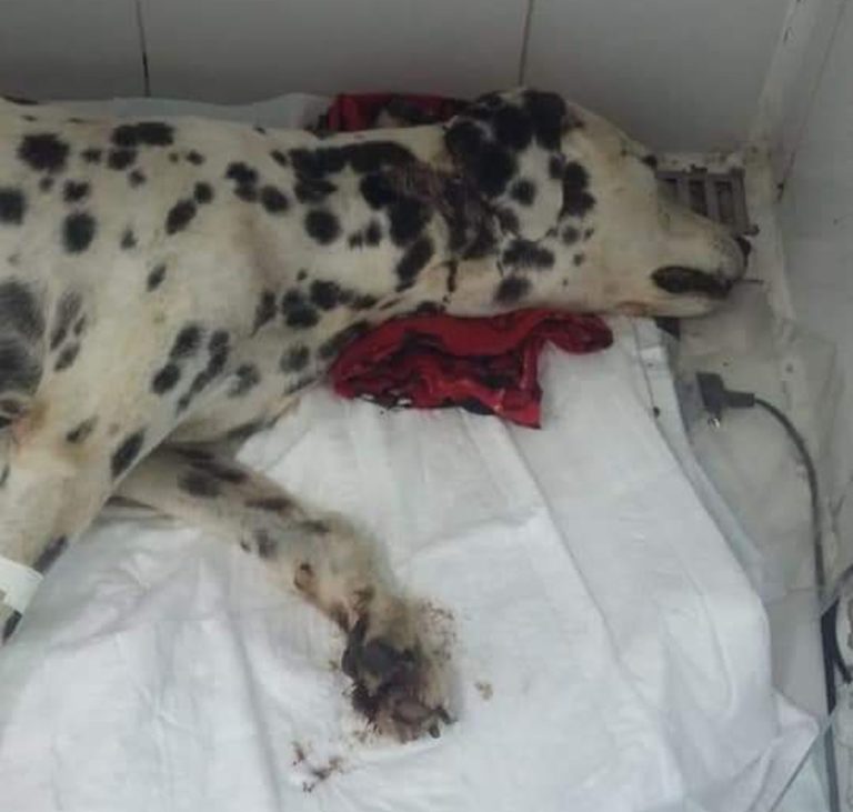 Dois homens são detidos por maus tratos à animais em Jacareí