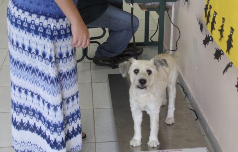 Mutirão de castração deste mês será no Parque Santo Antônio