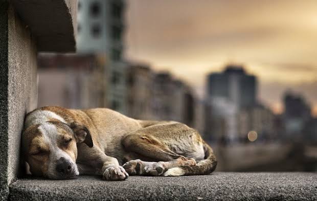 Senado deve votar projeto que proíbe sacrifício de animais de rua
