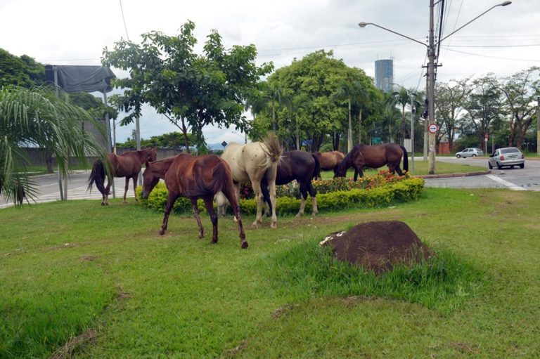 Serviço de apreensão já capturou 78 animais de grande porte em São José