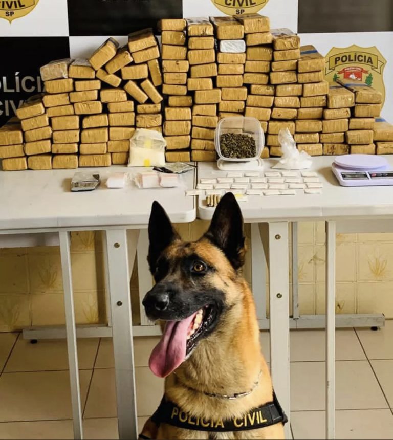 Com ajuda de cão farejador, Polícia Civil apreende 82 kg de maconha em Jacareí