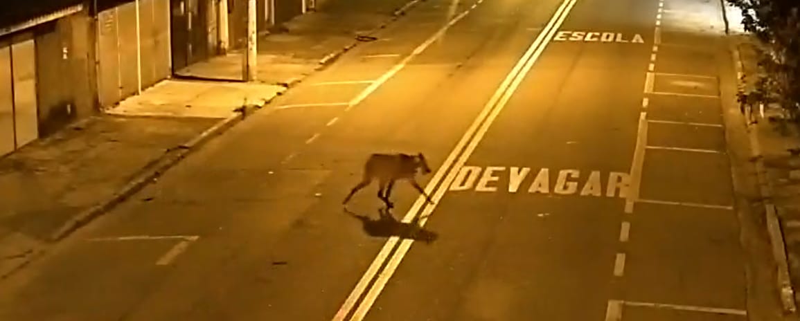 Câmeras do COI flagram animal exótico em área urbana de Jacareí