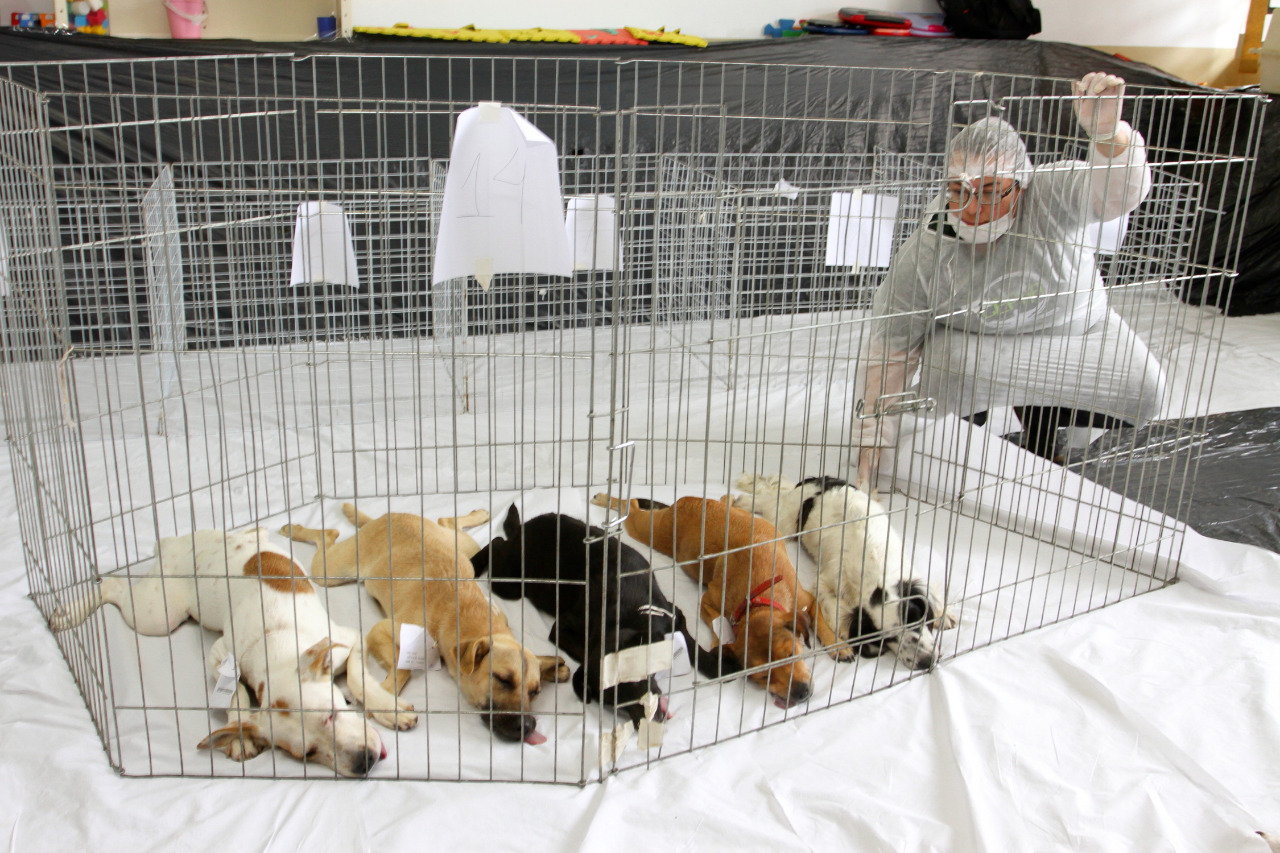 Mais um mutirão de Castração de Cães e Gatos tem 100% de adesão