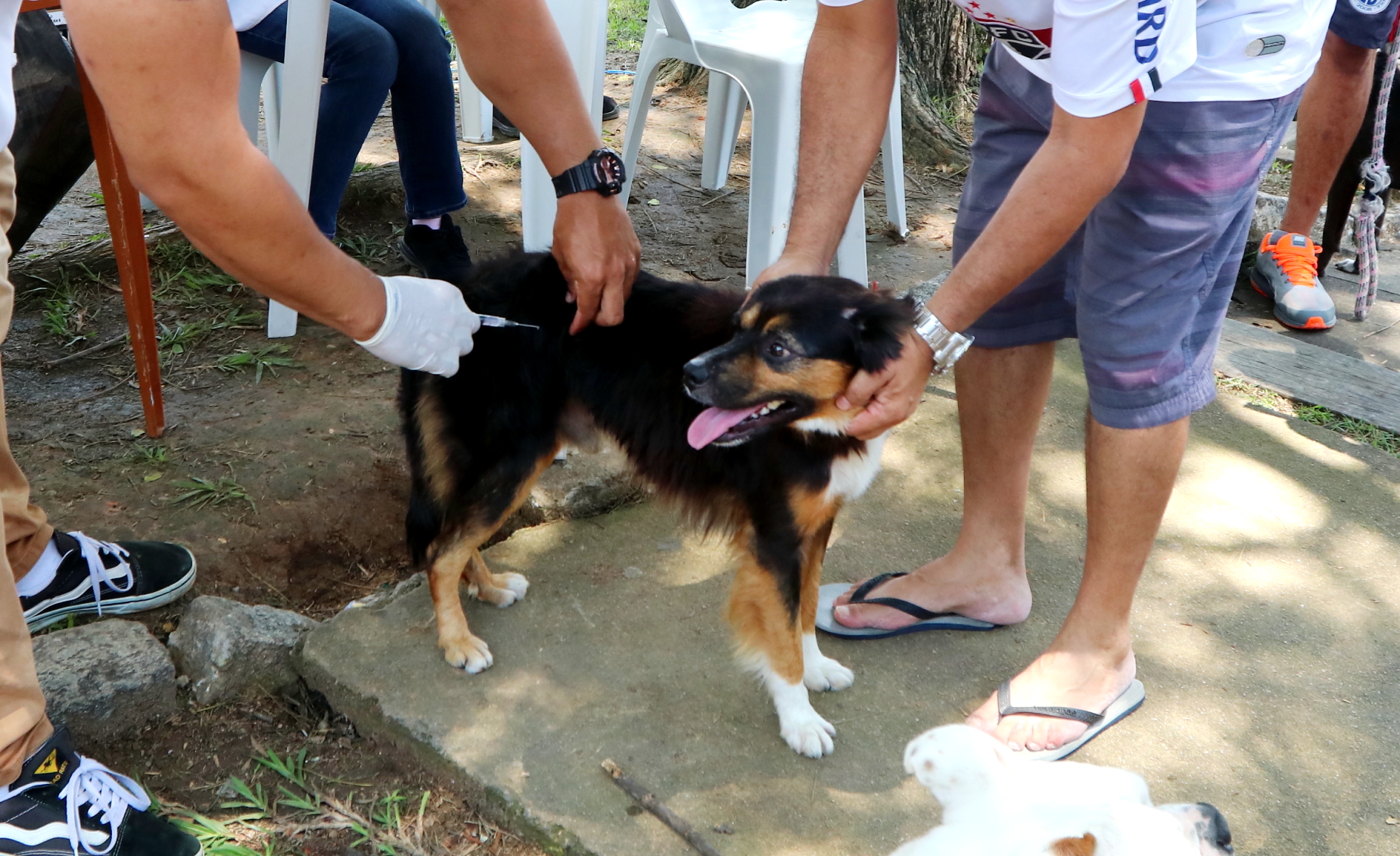 Jacareí retoma campanha de vacinação contra raiva em cães e gatos