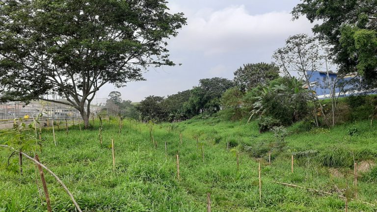 Ação resulta em 3.172 mudas de árvores plantadas em Jacareí