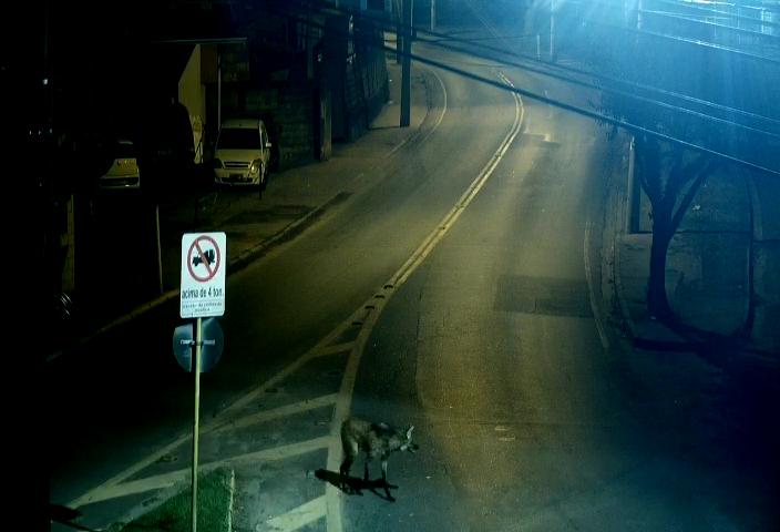 Câmeras flagram lobo-guará em avenidas de Jacareí