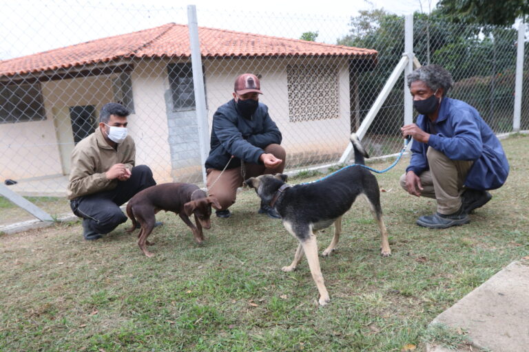 Animais do canil de Jacareí recebem adestramento antes da adoção