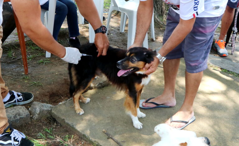 Jacareí promove vacinação antirrábica para cães e gatos