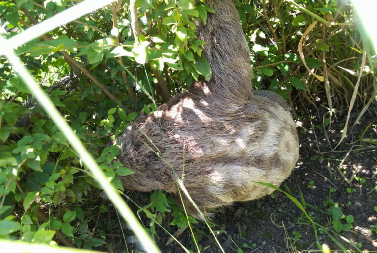 Bicho preguiça é resgatado e devolvido à natureza em Jacareí