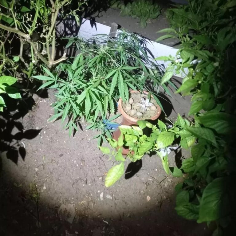 Homem é preso após ser flagrado em plantação de maconha