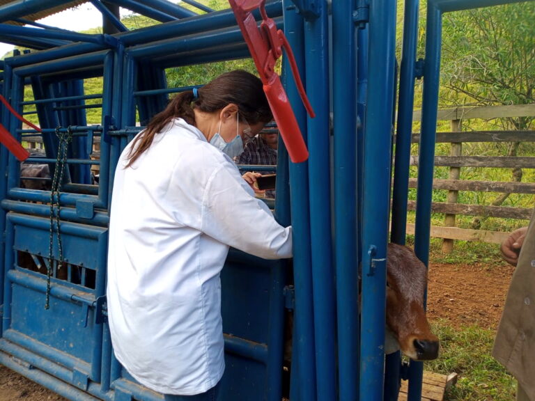 Jacareí realiza vacinação contra a brucelose em bovinos