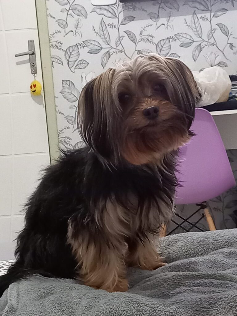 Cachorro deixado em hotel para pets é devolvido morto para dona em Jacareí
