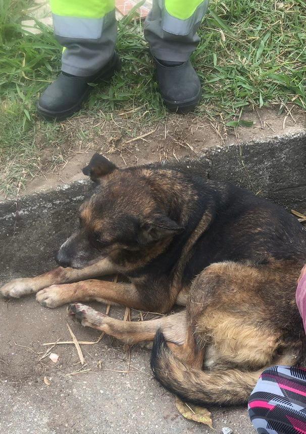 Moradora de Jacareí resgata cachorro atropelado e cria vaquinha para custear cirurgia