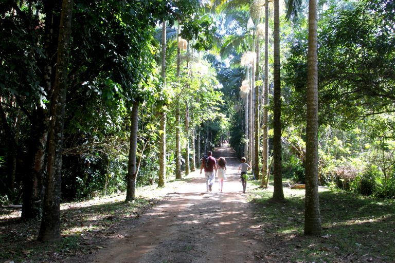 ‘Viver o Viveiro’ de outubro acontece neste domingo