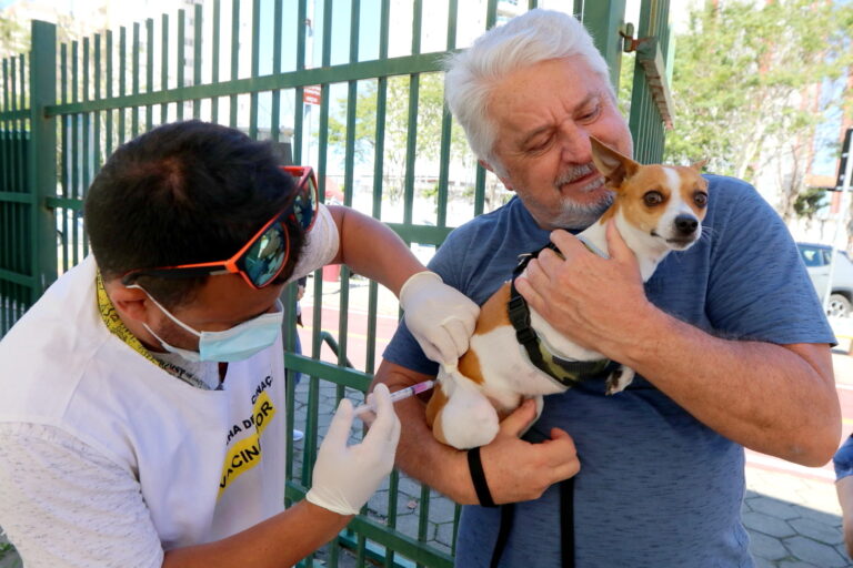 Jacareí realiza vacinação antirrábica para cães e gatos neste sábado