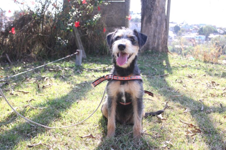 Primeiro evento de Adoção no Abrigo de Animais de Jacareí acontece neste sábado