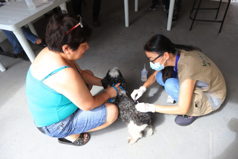 Jacareí realiza vacinação antirrábica para cães e gatos neste sábado no Jardim Siesta