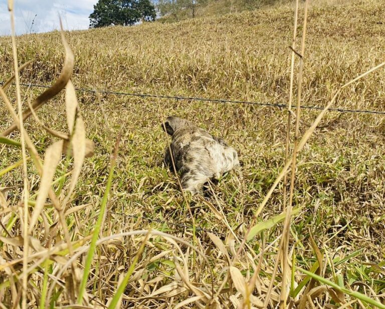 Bicho Preguiça e Ouriço são resgatados pela Diretoria de Proteção Animal de Jacareí