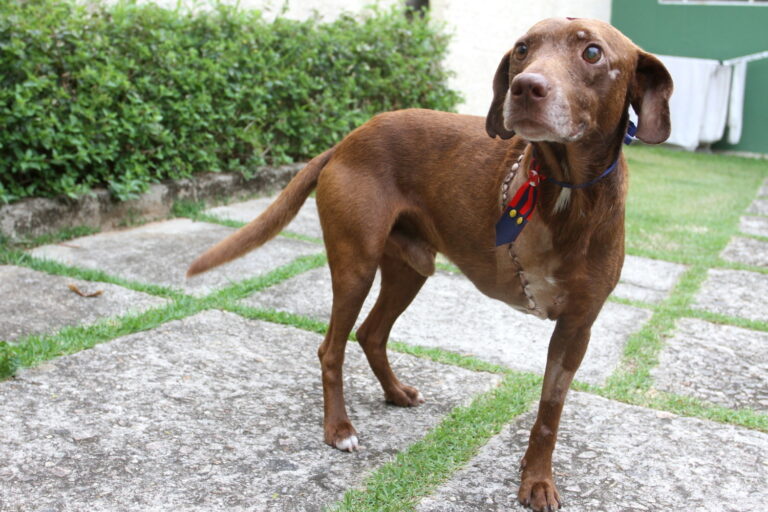 Adote o Marrom! Jacareí faz campanha para que animal resgatado após atropelamento não volte para as ruas