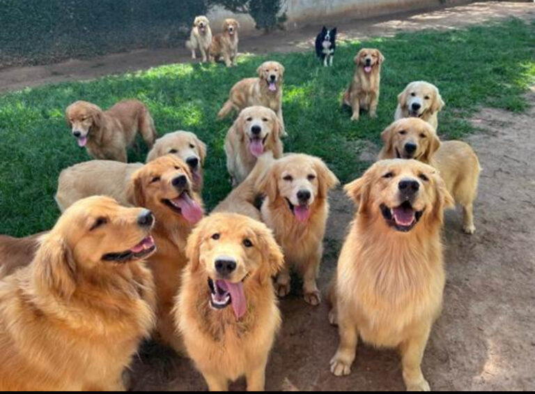 Shopping de São José promove encontro de Natal com cachorros da raça Golden Retriever