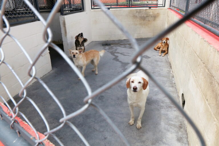 Diretoria de Proteção Animal de Jacareí comunica sobre seu funcionamento durante o recesso