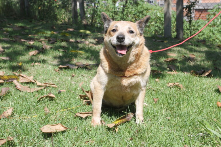 Carnê de IPTU tem opção de doação para cuidados com os animais de Jacareí