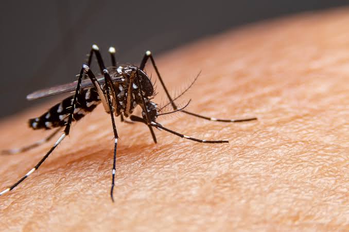 Jacareí confirma mais duas mortes por dengue em 2024