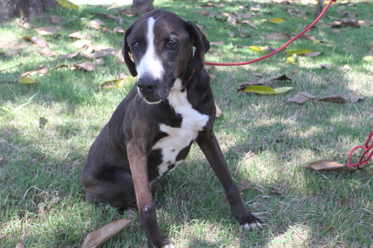 Proteção Animal de Jacareí destaca benefícios na adoção de um cão adulto. Veja fotos e como adotar