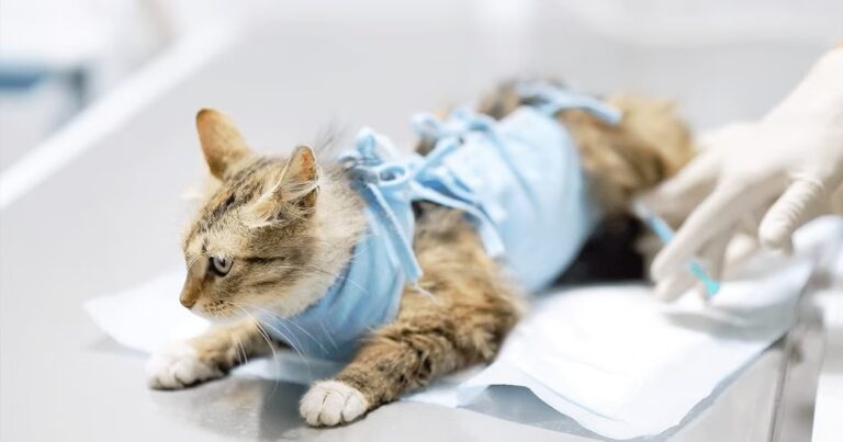 Câmara vota política de castração de cães e gatos em Jacareí