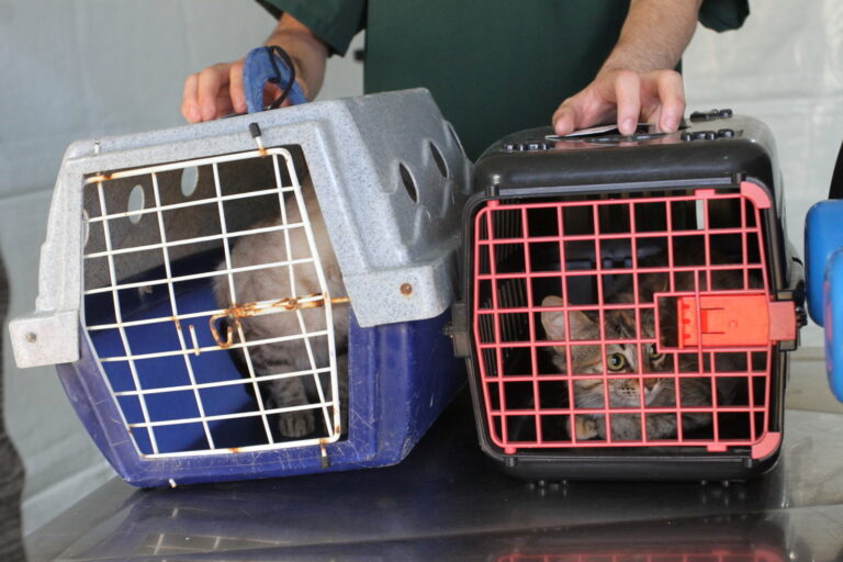 Jacareí promove mutirão de castração animal neste sábado