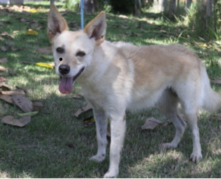 Jacareí promove evento de adoção de pets neste sábado no Parque da Cidade