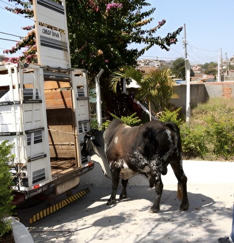 Comissão realiza audiência para tratar dos direitos dos animais  de grande porte em Jacareí
