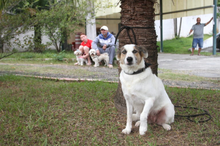 Jacareí promove mutirão com 750 castrações no Parque dos Eucaliptos entre sexta e domingo; Veja como participar