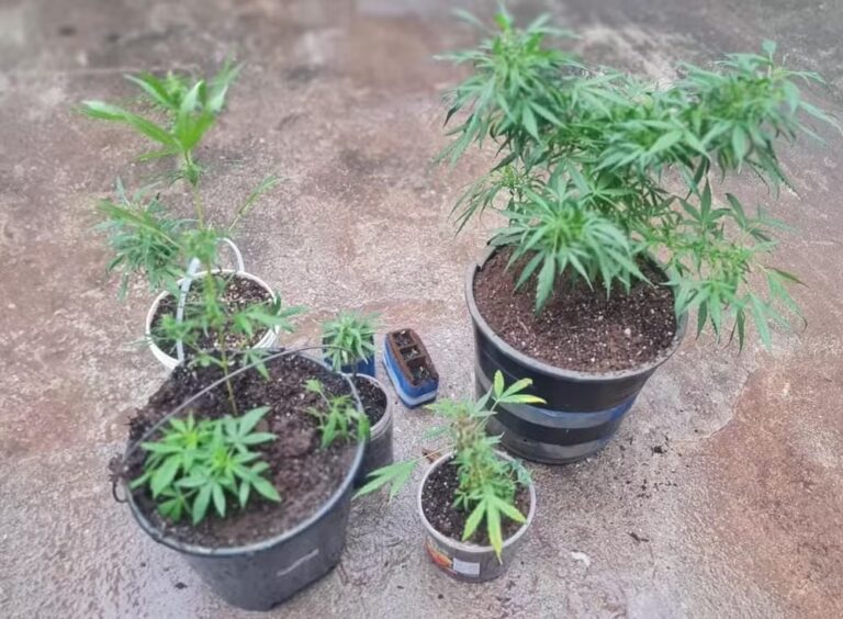 Homem é preso com pés de maconha dentro de casa em Jacareí