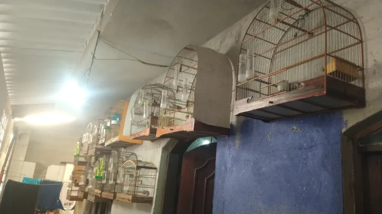 Aves mantidas em cativeiro são resgatadas por Polícia Ambiental em Jacareí