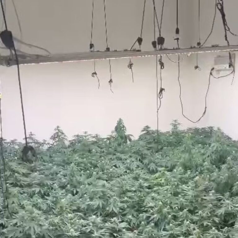 Polícia Civil apreende mais de 400 pés de maconha em casa na zona rural de Jacareí