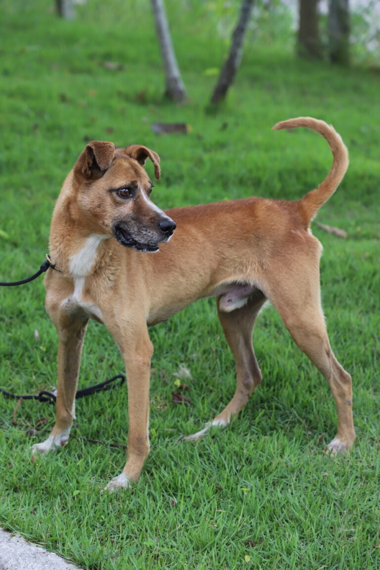 Cãozinho em condições de maus-tratos ganha chance de construir nova história em Jacareí